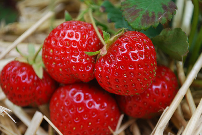 forside-jordbær